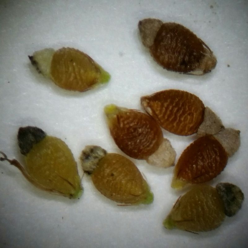Rhynchospora rariflora, photographed by Jay Horn