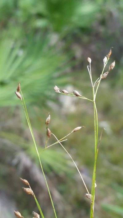 Rhynchospora rariflora, photographed by Jay Horn