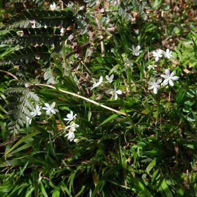 Libertia pulchella, photographed by Cowirrie