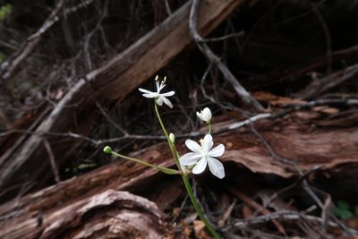 Libertia pulchella, photographed by Cowirrie