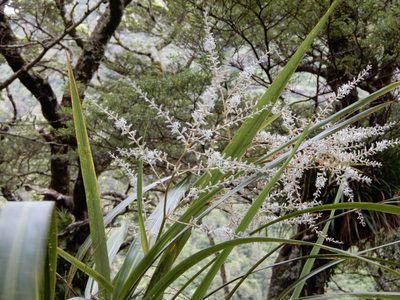 Cordyline banksii, photographed by Kate McAlpine