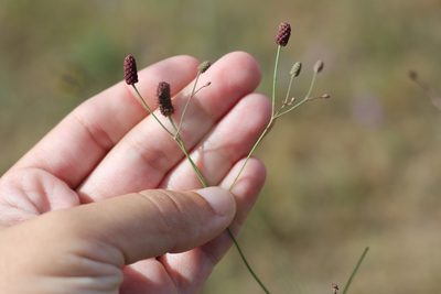 Eryngium ebracteatum, photographed by Romi Galeota Lencina