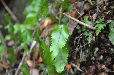 Hymenophyllum cruentum, photographed by Erasmo Macaya Horta