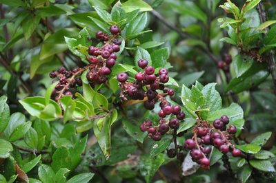 Gaultheria insana, photographed by Erasmo Macaya Horta