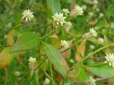Alternanthera flavescens, photographed by Tom Field