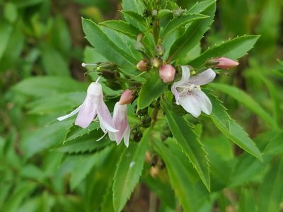 Capraria biflora, photographed by Tom Field