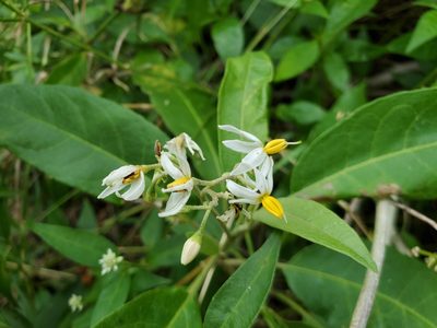 Solanum donianum, photographed by Tom Field