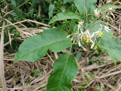 Solanum donianum, photographed by Tom Field