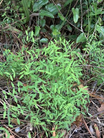 Vicia floridana, photographed by Brandon Corder
