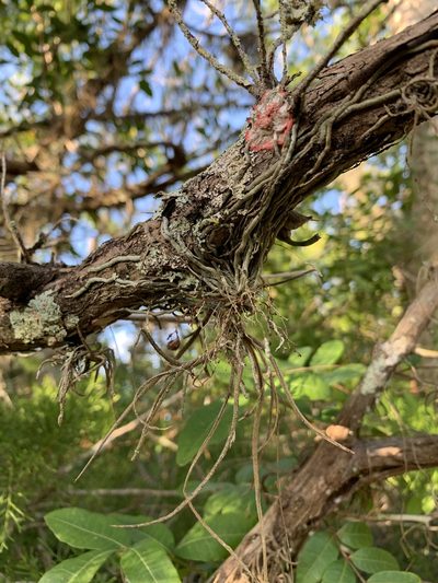 Dendrophylax porrectus, photographed by Brandon Corder
