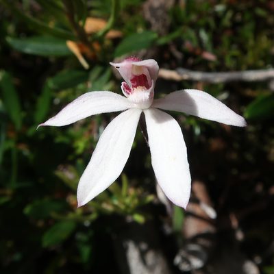 Caladenia alpina, photographed by Cowirrie