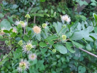 Pithecellobium keyense, photographed by Tom Field