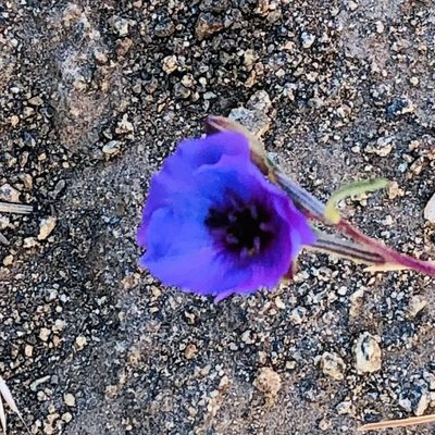 Clarkia tenella, photographed by Francisco E. Fonturbel