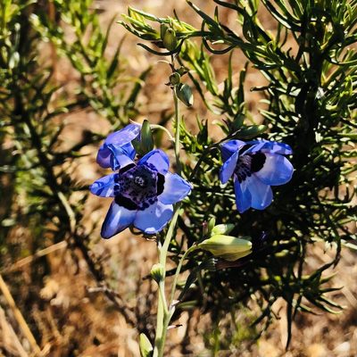 Conanthera trimaculata, photographed by Francisco E. Fonturbel