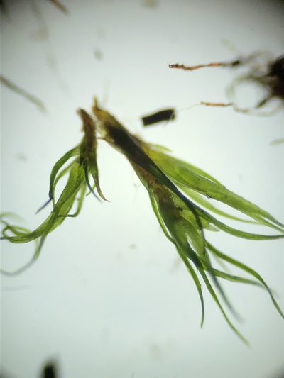 Campylopus flexuosus, photographed by Young Jun Lee
