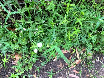Hydrocotyle geraniifolia, photographed by Lukas Clews