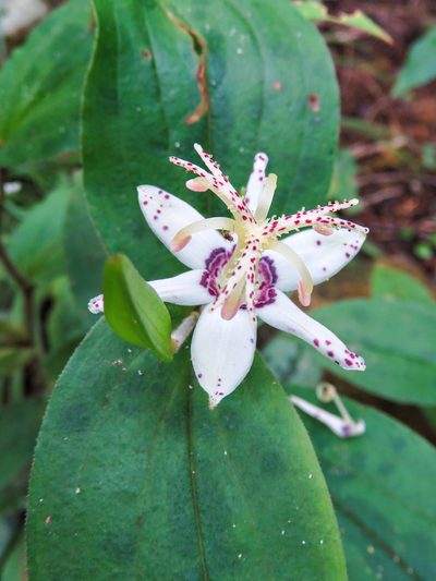 Tricyrtis affinis, photographed by Timur Kalininsky