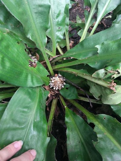 Palisota bracteosa, photographed by Kevin Faccenda
