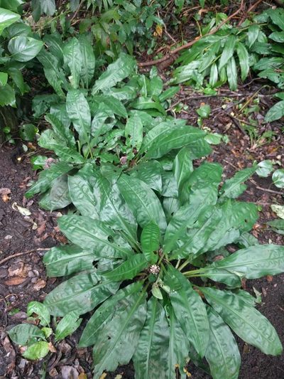 Palisota bracteosa, photographed by Kevin Faccenda