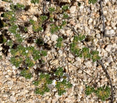 Eremocarya micrantha, photographed by desertnaturalist