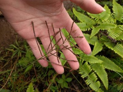 Paspalum paniculatum, photographed by Kevin Faccenda