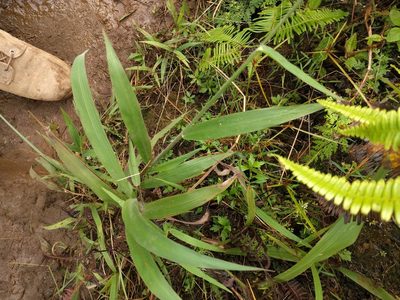 Paspalum paniculatum, photographed by Kevin Faccenda