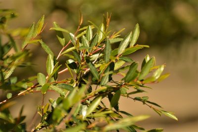 Phyllanthus sellowianus, photographed by Andrea Gantzer