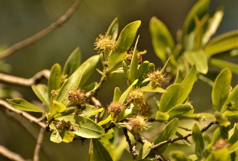 Terminalia australis, photographed by Andrea Gantzer