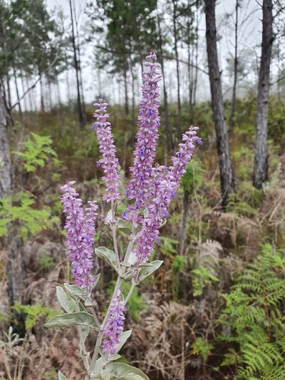 Salvia selleana, photographed by Yolanda M. Leon
