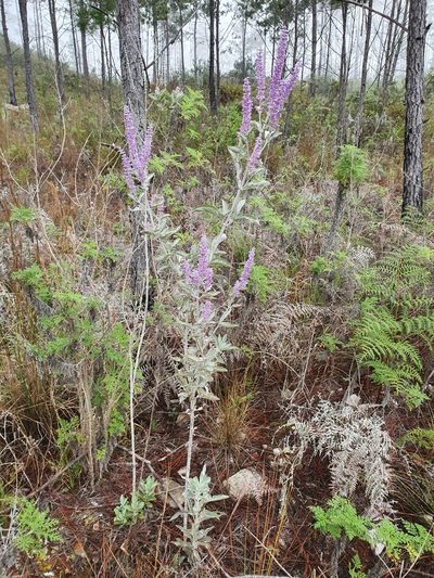 Salvia selleana, photographed by Yolanda M. Leon
