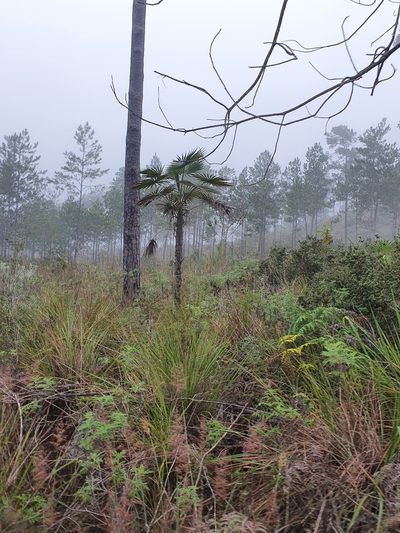 Coccothrinax scoparia, photographed by Yolanda M. Leon