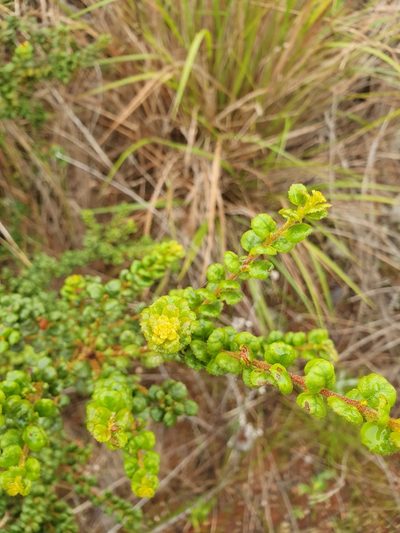 Myrica picardae, photographed by Yolanda M. Leon