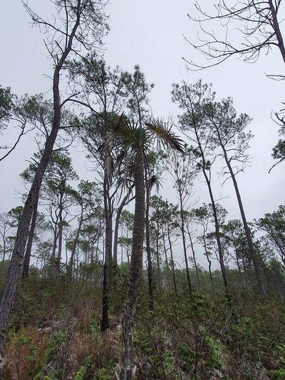 Coccothrinax scoparia, photographed by Yolanda M. Leon