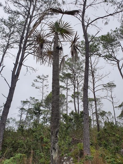 Coccothrinax scoparia, photographed by Yolanda M. Leon