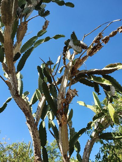 Leptocereus undulosus, photographed by Yolanda M. Leon