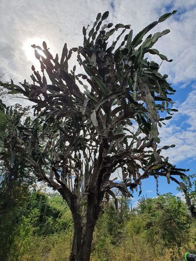 Leptocereus undulosus, photographed by Yolanda M. Leon