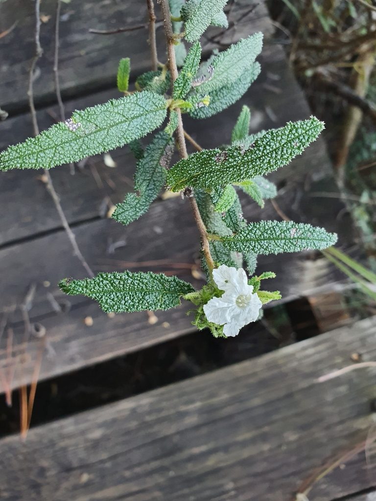 Varronia selleana, photographed by Yolanda M. Leon