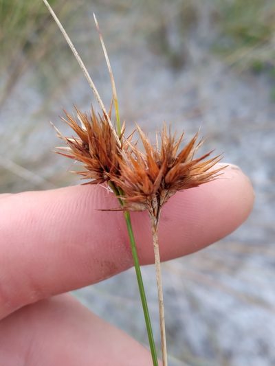 Rhynchospora megaplumosa, photographed by Scott Ward