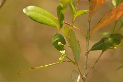 Myrceugenia glaucescens, photographed by Andrea Gantzer