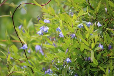 Billardiera heterophylla, photographed by Tim