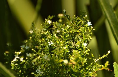 Galianthe brasiliensis, photographed by Andrea Gantzer