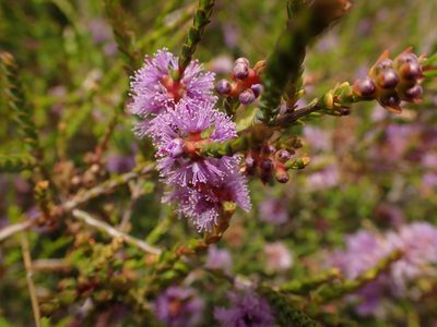 Melaleuca gibbosa, photographed by Tim