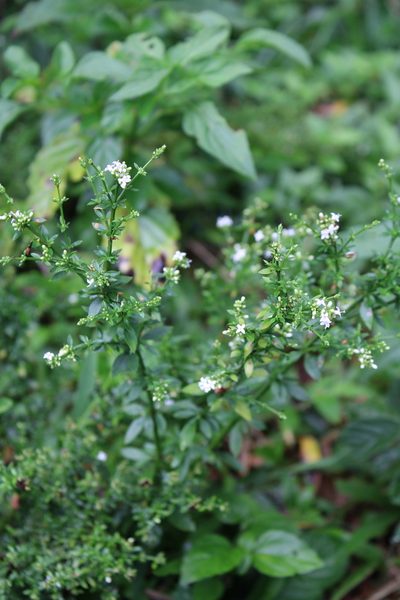 Galianthe brasiliensis, photographed by Cristiane Colodel