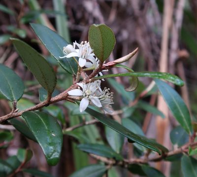 Nematolepis squamea, photographed by Cowirrie