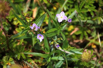 Veronica gracilis, photographed by Tim
