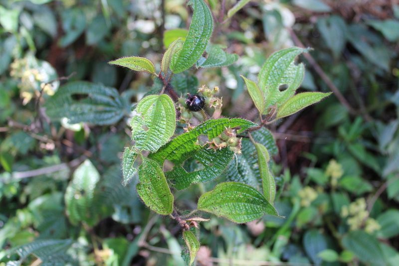 Miconia australis, photographed by Cristiane Colodel