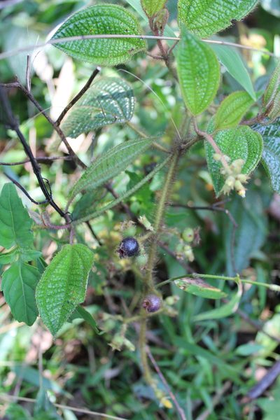 Miconia australis, photographed by Cristiane Colodel