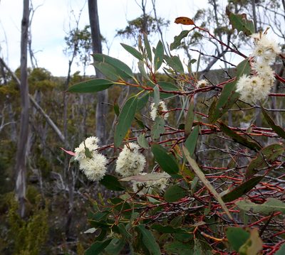 Eucalyptus coccifera, photographed by Cowirrie