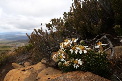 Olearia ledifolia, photographed by Cowirrie