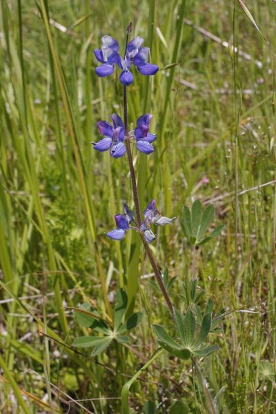 Lupinus affinis, photographed by Ed Alverson
